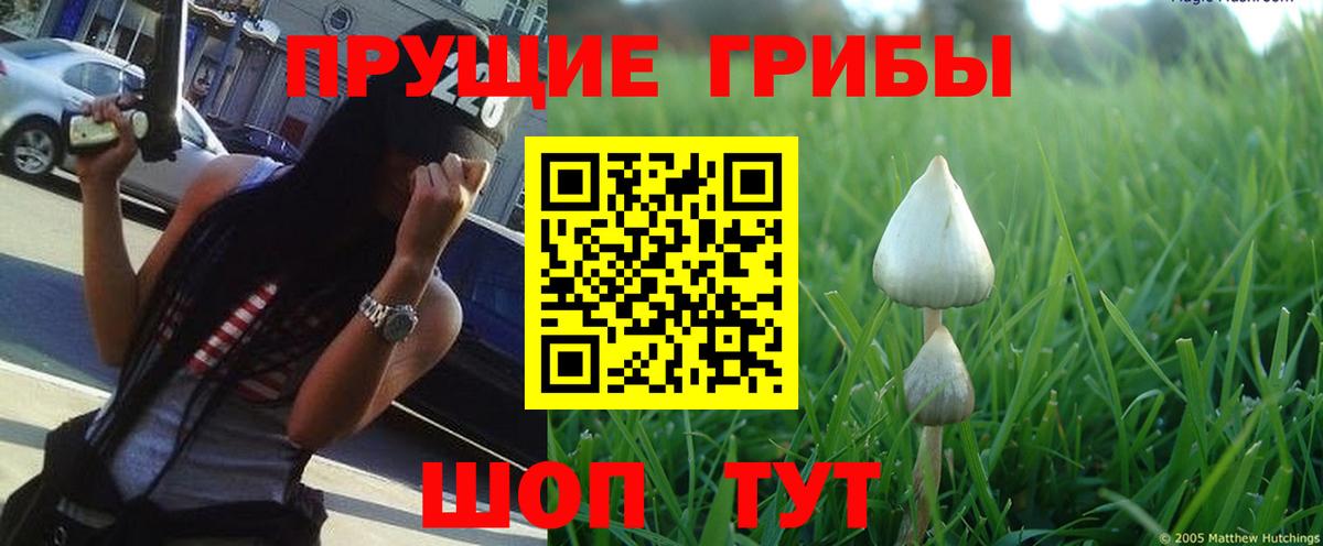 Псилоцибиновые грибы Psilocybine cubensis Котовск